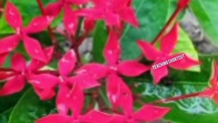 Most Beautiful Flower Video ||Flower❤Bloosom ||Flower❤Lovers || Flower_Garden||
