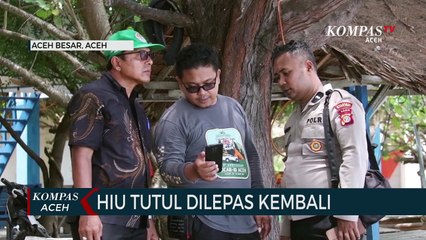 Terperangkap Jaring Nelayan Hiu Tutul Dilepas Kembali