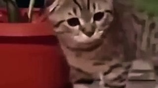 Funny Animal Video _Shorts(720P_HD)