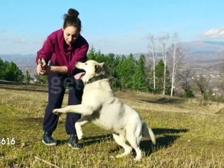 Jim Henson Dogs Xexuson - Real Life Dog Footage Jazz Segment