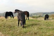 4k-royalty-free-no-copyright-wildlife-animal-video-black-horses-in-a-meadow