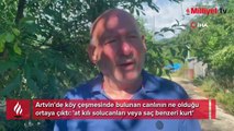 Artvin’de köy çeşmesinde bulunan canlının ne olduğu ortaya çıktı