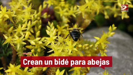 Crean un bidé para abejas