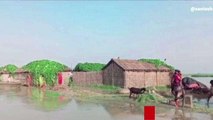 मधुबनी: कोसी नदी के जलस्तर में वृद्धि के बाद कई गांव में घुसा बाढ का पानी