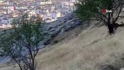 Elazığ’da dağ keçileri sürü halinde görüntülendi