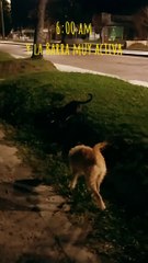 6:00 am, La Barra de Mascotas muy activa. Tacuarembó, Uruguay (agosto 2023)