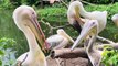 Fakta Unik dan Menarik Tentang Burung Pelikan Yang Jarang Diketahui Khalayak !!