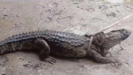 घर के दरवाजे पर दरबान बनकर बैठा था मगरमच्छ, रेस्क्यू टीम को पकड़ने में छूटे पसीने