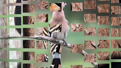 Beberapa Fakta Menarik Tentang Burung Hud Hud yang Terkenal Di Seluruh Dunia !!