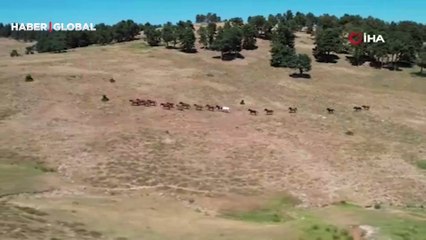 Yaylaların özgür ruhları yılkı atlarının oluşturduğu görsel şölen böyle görüntülendi