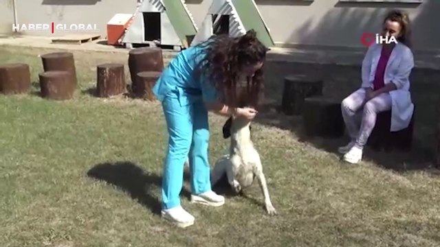 Protez patili ‘Benek’ yürümeye başladı: Umarım bir daha böyle tedaviye ihtiyaç duymayız