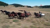 Ankara'nın Kızılcahamam ilçesinde yılkı atları görsel şöleni