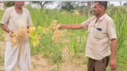 शिव: बारिश की आस में आसमान की ओर देख रहे किसान, फसलें हो रही खराब