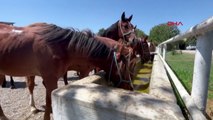 TİGEM'de Yetiştirilen Arap Yarış Atları İlgi Görüyor
