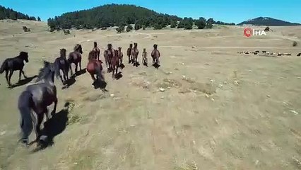 Une fête visuelle des chevaux Yılkı dans le district de Kızılcahamam à Ankara
