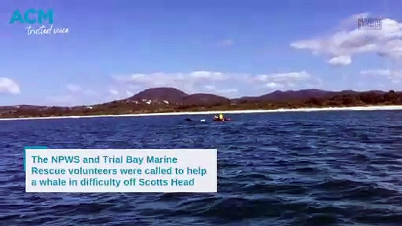 Entangled whale, Scotts Head | August 25