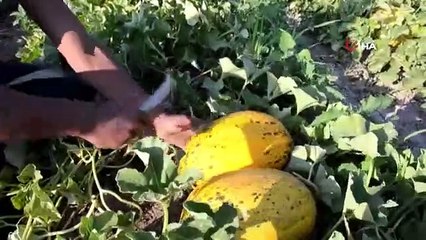 Première récolte de l'année à Kırkağaç Melon