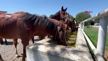 Les chevaux de course arabes élevés à TİGEM attirent l'attention