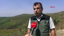 100 mille plants plantés après un incendie de forêt à Kahramanmaraş