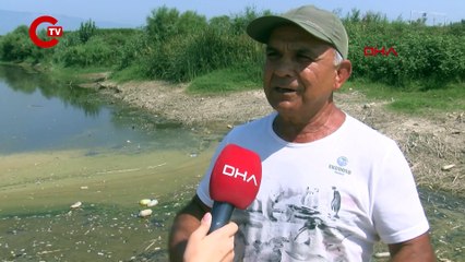 Menderes'te su kalmadı, yüzlerce balık öldü!