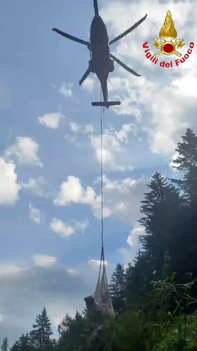 Breno, mucca incinta precipita in un dirupo: salvata dai vigili del fuoco con l'elicottero