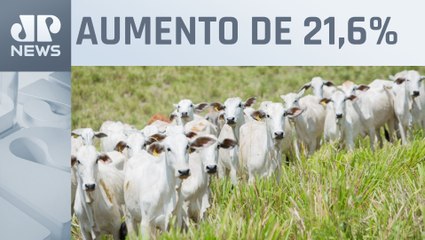 Setor da agropecuária cresce e registra maior índice em 30 anos