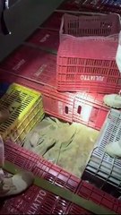 PRF apreende cinco toneladas de maconha em Irati