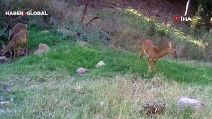 Bozkırın yaban hayatı fotokapanda: Vaşak, karaca, su samuru görüntülendi