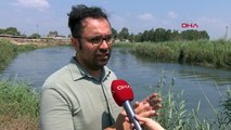 SEYHAN NEHRİ'NİN AKDENİZ'E DÖKÜLDÜĞÜ NOKTADA SU KİRLİLİĞİ ALARM VERİYOR