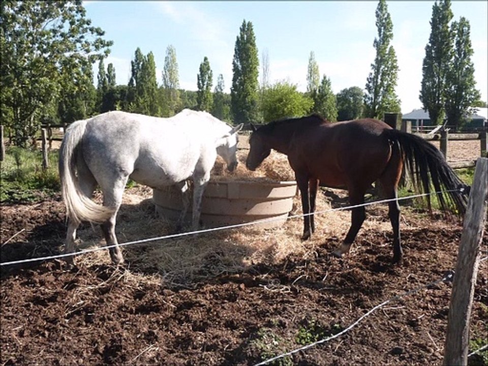 Anes et chevaux - Musique :  Reel à 8 (traditionnel québécois) - Eric : guitares, mandolines.