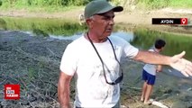Büyük Menderes Nehri'nde kuraklık, balık ölümlerine neden oldu