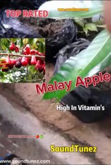 Plant Malay Apple & Its Health Benefits 🍎
