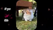 Cutest baby kittens  big compilation of best beautiful cats of the world   Part 3