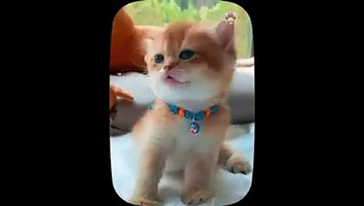 Most Beautiful Cats   Beautiful Kittens 2023   Part 6