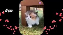 These Little Cats - Kittens Playing So Cute And Funny 2023   Part 7