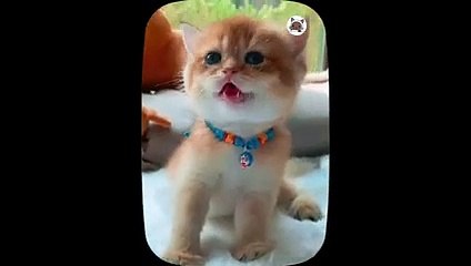 Cute little cat  animals 2023   cat videos   Part 11