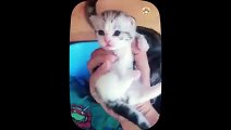 Kucing Lucu - Kumpulan Kucing Lucu - funny Cat - Funny Cat ad Dog - Funny Animal   Part 14