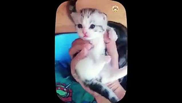 Kucing Lucu - Kumpulan Kucing Lucu - funny Cat - Funny Cat ad Dog - Funny Animal Part 14