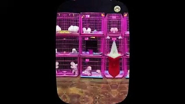 Cute baby animals Videos Compilation cutest moment of the animals - Cutest Puppies. Part 13