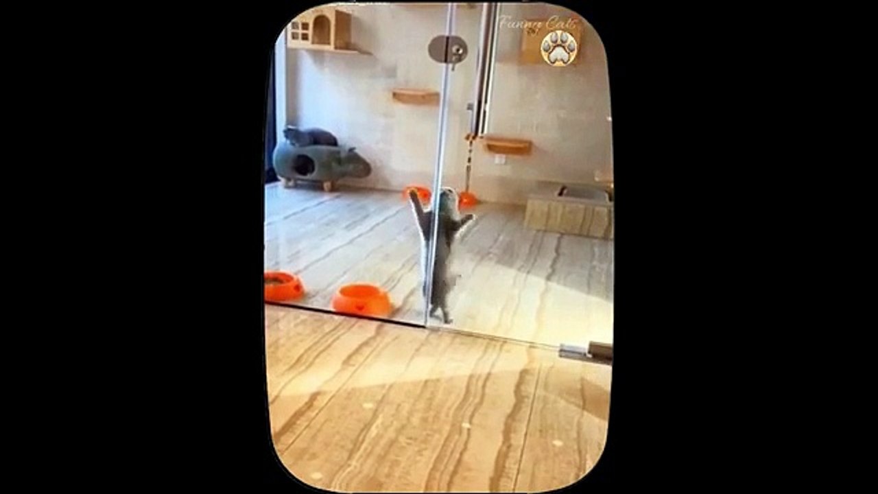 Cute little cat  animals 2023   Part 19