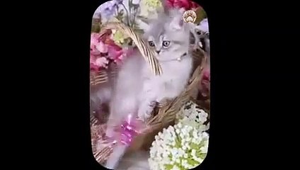 Cute little cat  animals 2023   Part 20