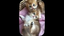 Kucing Lucu - Kumpulan   funny Cat - Funny Cat and Dog - Funny Animal   Part 24
