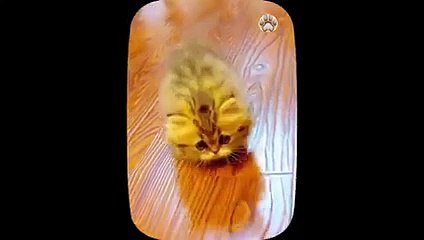 Cute little cat  animals 2023   Part 35 (2)