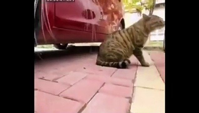 Having a bad day These cat's funny voice and adorable kittens will make you smile Part 38