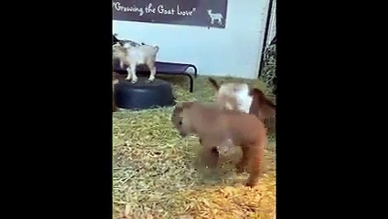 New Funny Animals  Funniest Cats and Dogs Videos