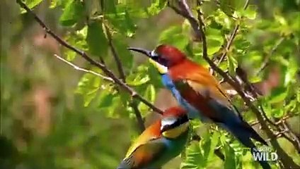 The Life of a Bee Eater   Real Angry Birds (2)