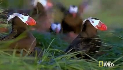 Master Predators of the Sea   Land of 10,000 Grizzlies