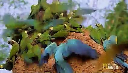 Parrots Unusual Eating Habit   Peru's Wild Kingdom