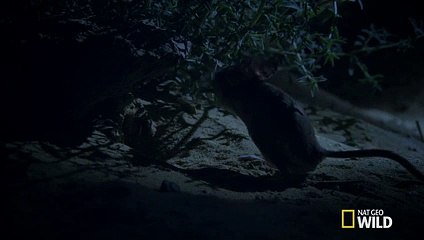 The Mini  Kangaroo  of the Sahara   Wild Egypt