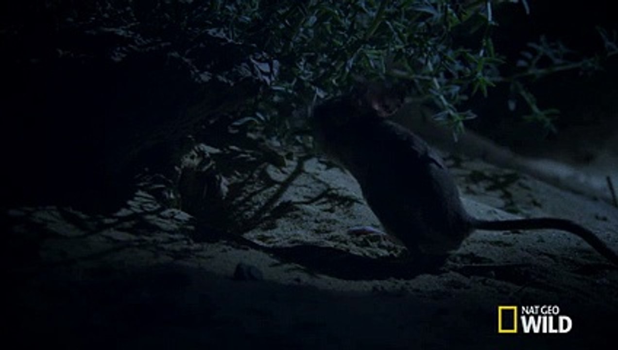 The Mini  Kangaroo  of the Sahara   Wild Egypt